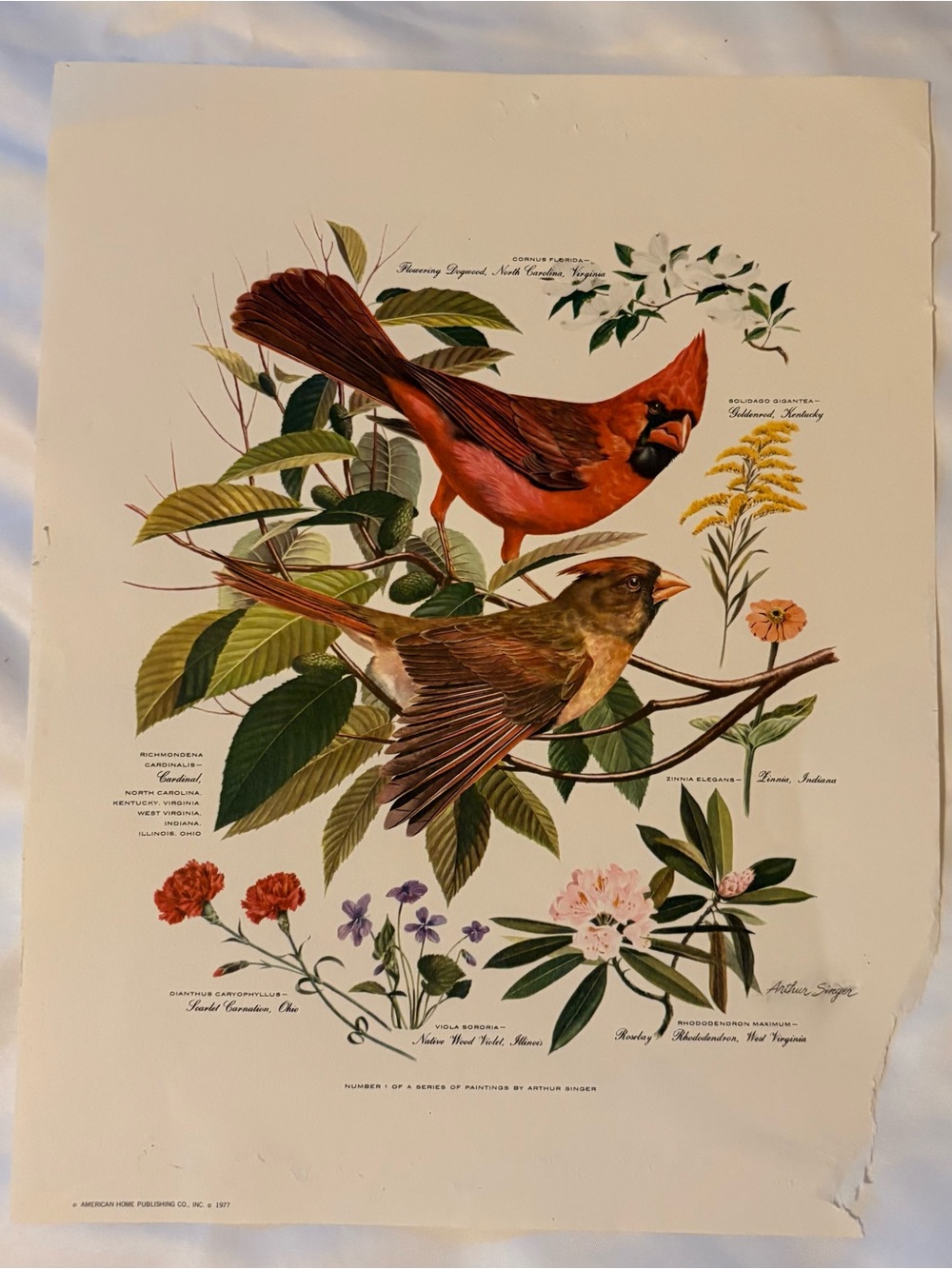 Arthur Singer - Vintage "Cardinal" Print #1 of #8 Series